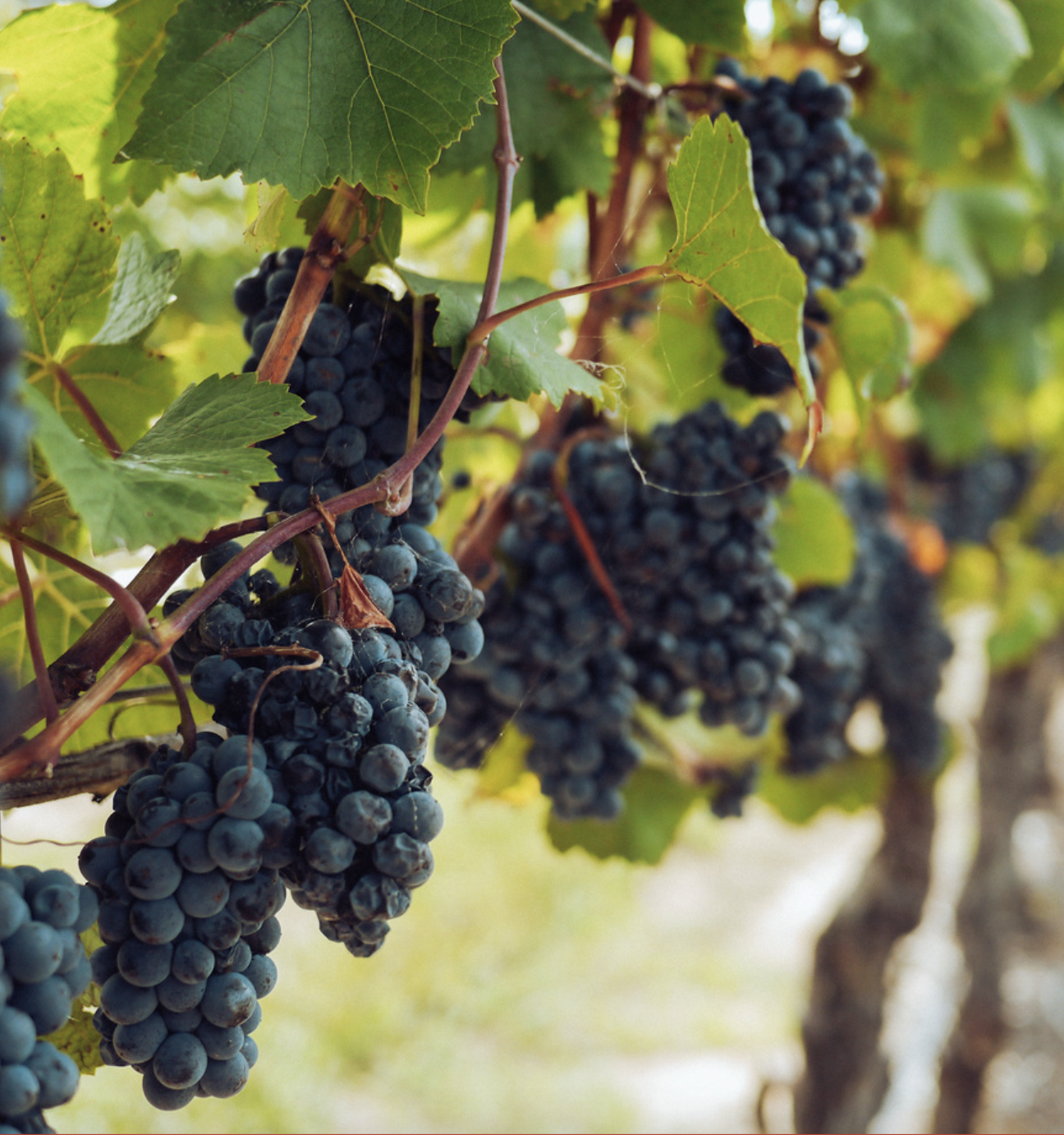 california vineyard tour